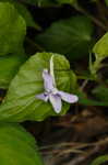 Longspur violet